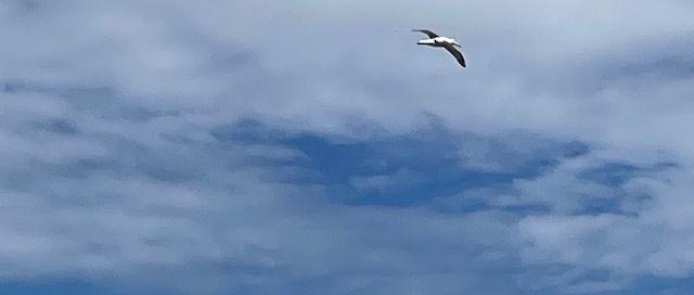 Albatros im Flug