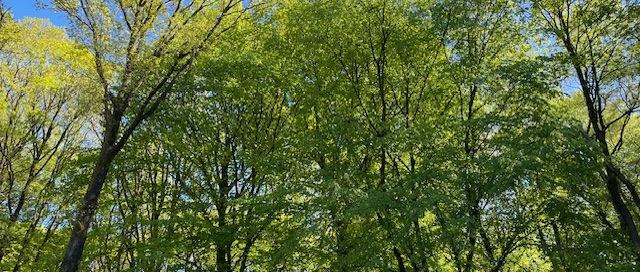 Bäume