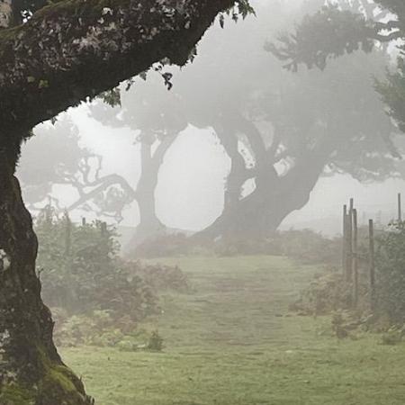 IMG_1584_Nebelwald (c) Foto Silke Stettner IMG_1584_Nebelwald